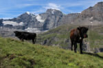 Eringer im Wallis